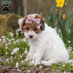 Sandy, Bich-Poo Puppy